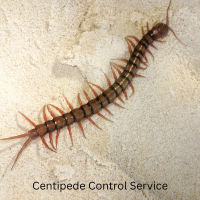 Centipede Control Service